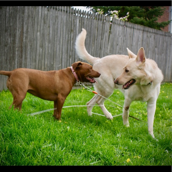 Meet your Posher, Kacy - Picture 2 of 3